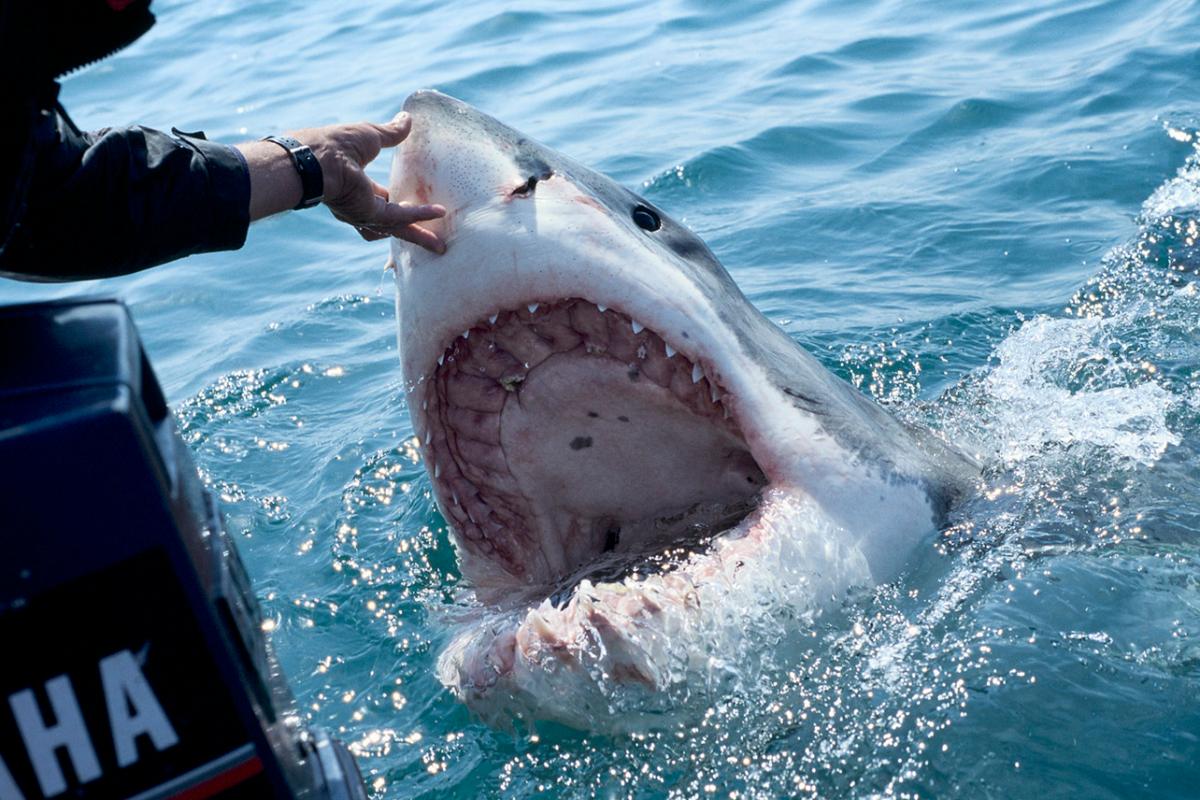 Alerta! Temporada de Tubarões (2023) Lannée du requin APPLE TV+