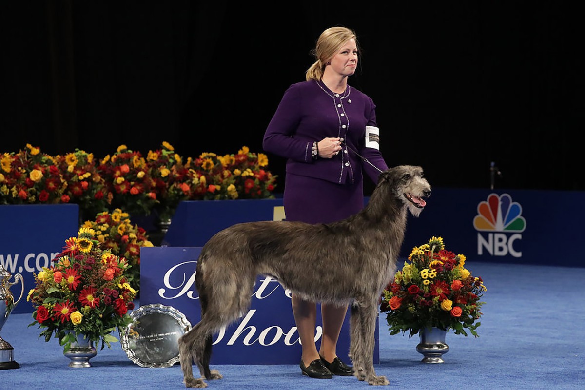 Scottish Deerhound Claire devient le premier chien à remporter une